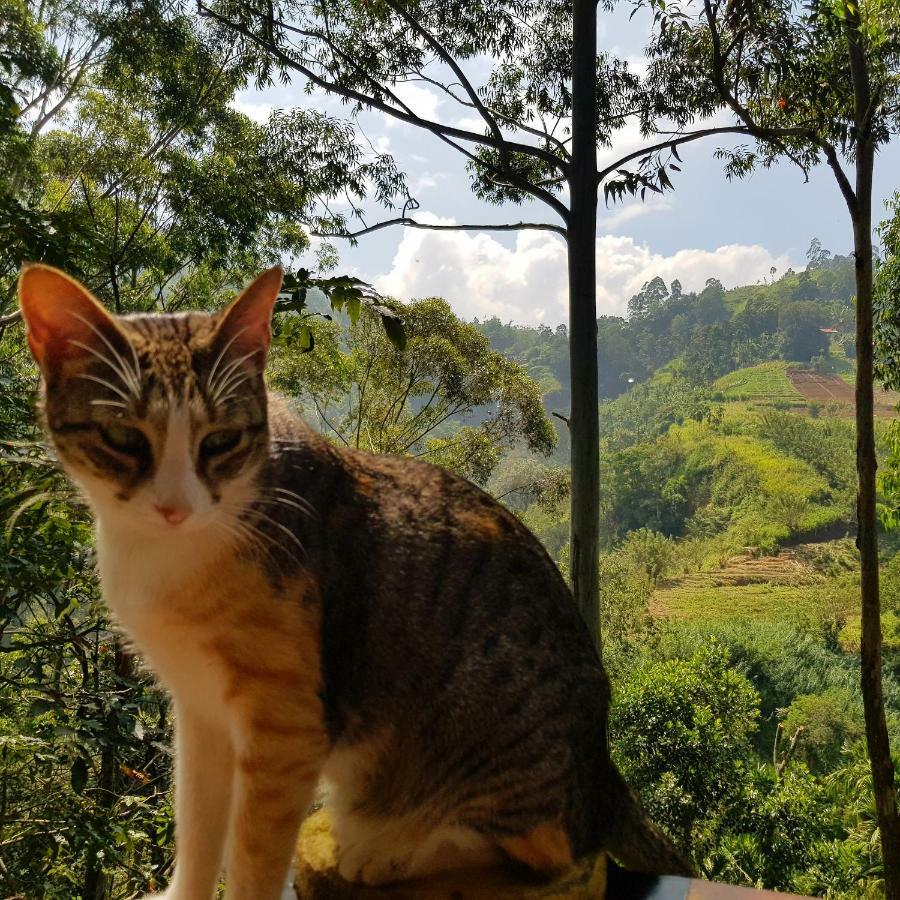 Waterfalls Homestay Ella Luaran gambar